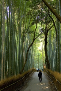 20090904140621-bambu-japones.jpg